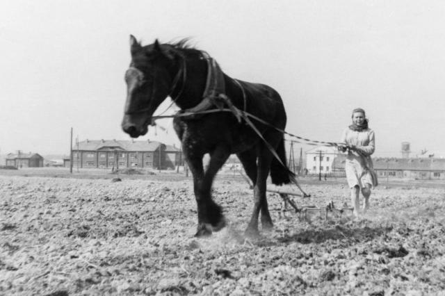 1950 - Поле учебного хозяйства "Дом Агронома"