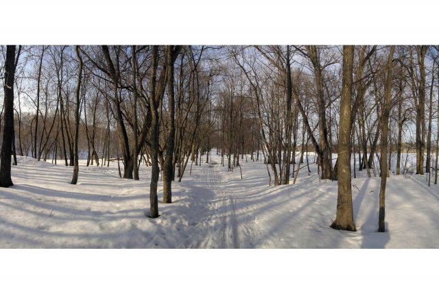 08.03.2007 - Лихачево, посадки деревьев вдоль трассы канала