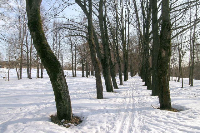 08.03.2007 - Лихачево, посадки деревьев вдоль трассы канала